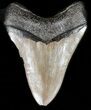 Brown, Serrated, Megalodon Tooth - Georgia #45815-2